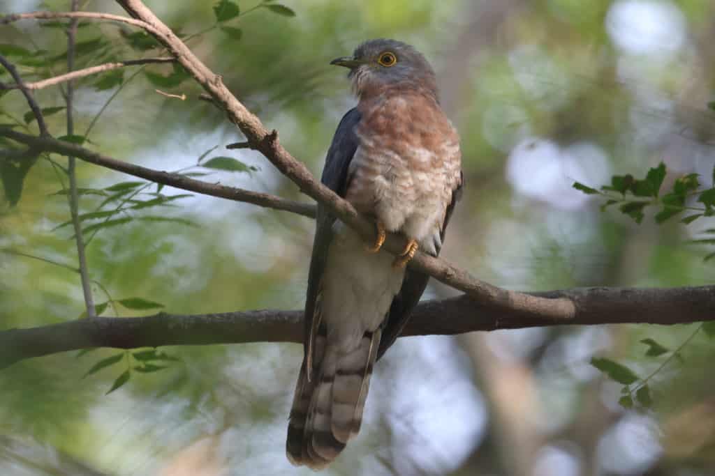Common Hawk-cuckoo. India. Whitehawk Birding