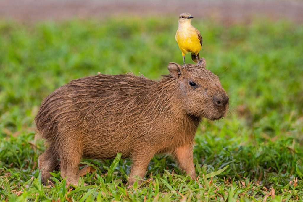 Capybara Brazil Pantanal Whitehawk Birding