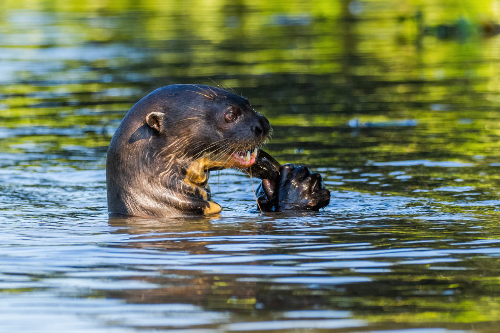 Giant Otter Brazil Pantanal Whitehawk Birding