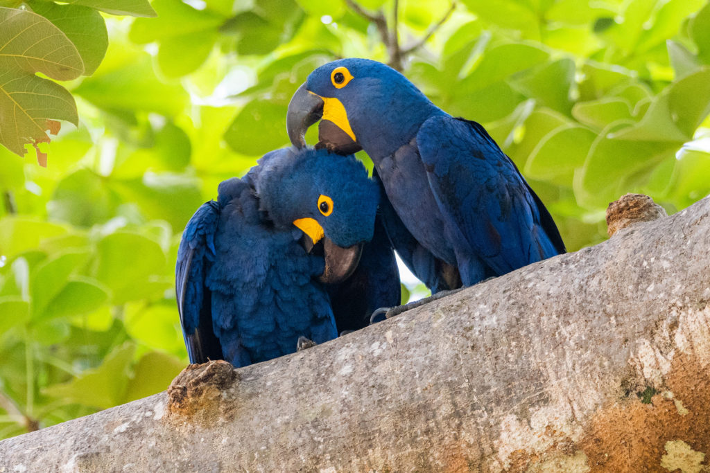 Hyacinth Macaw Brazil Pantanal Whitehawk Birding