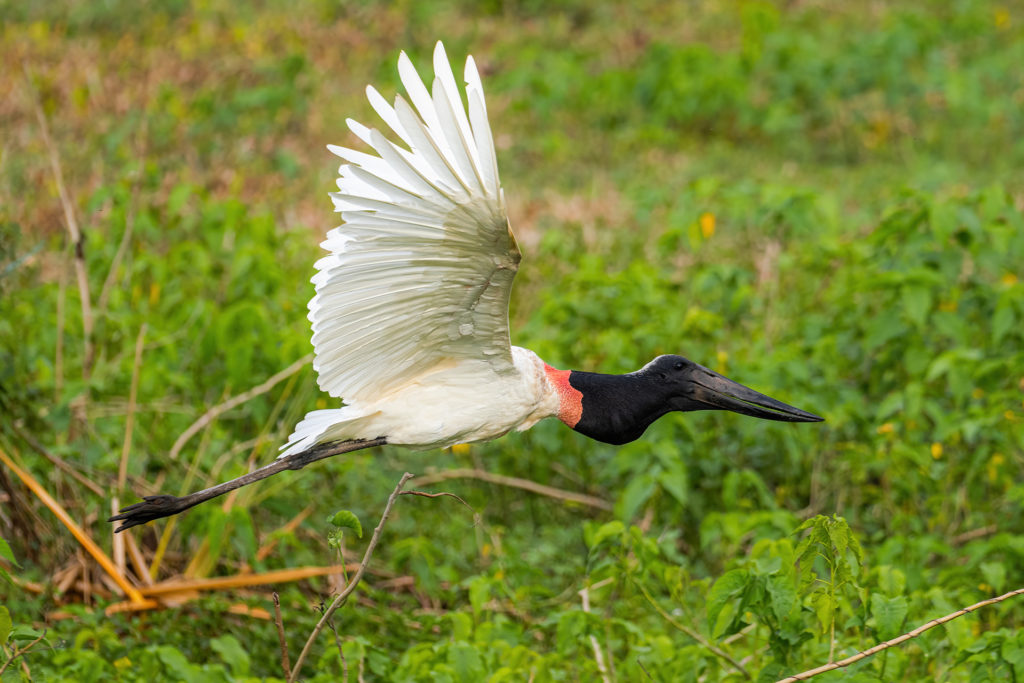 Jabiru Brazil Pantanal Whitehawk Birding