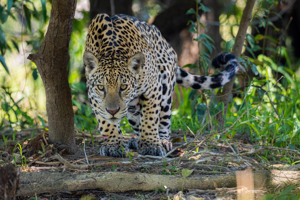 Jaguar Brazil Whitehawk Birding