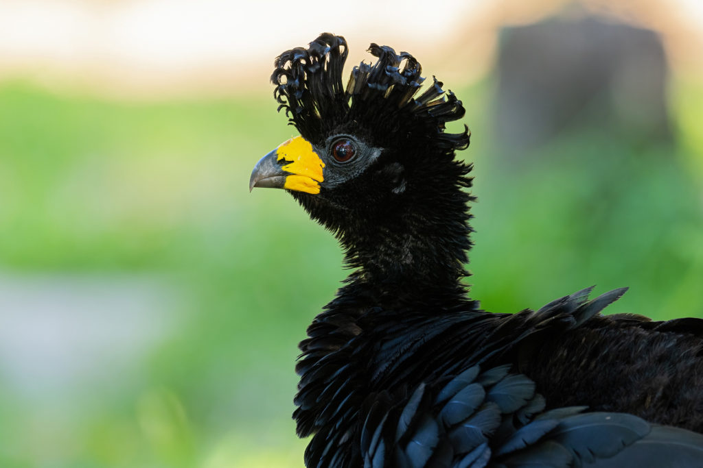 Bare-faced Curassow Brazil Pantanal Whitehawk Birding