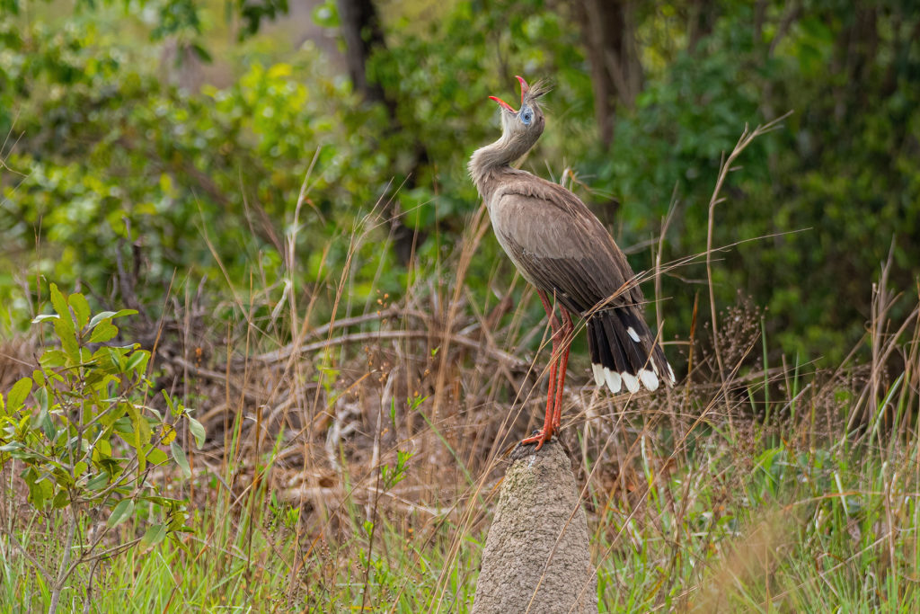 Red-legged Seriema Brazil Pantanal Whitehawk Birding