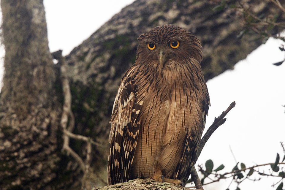 Brown Fish Owl Sri Lanka Whitehawk Birding