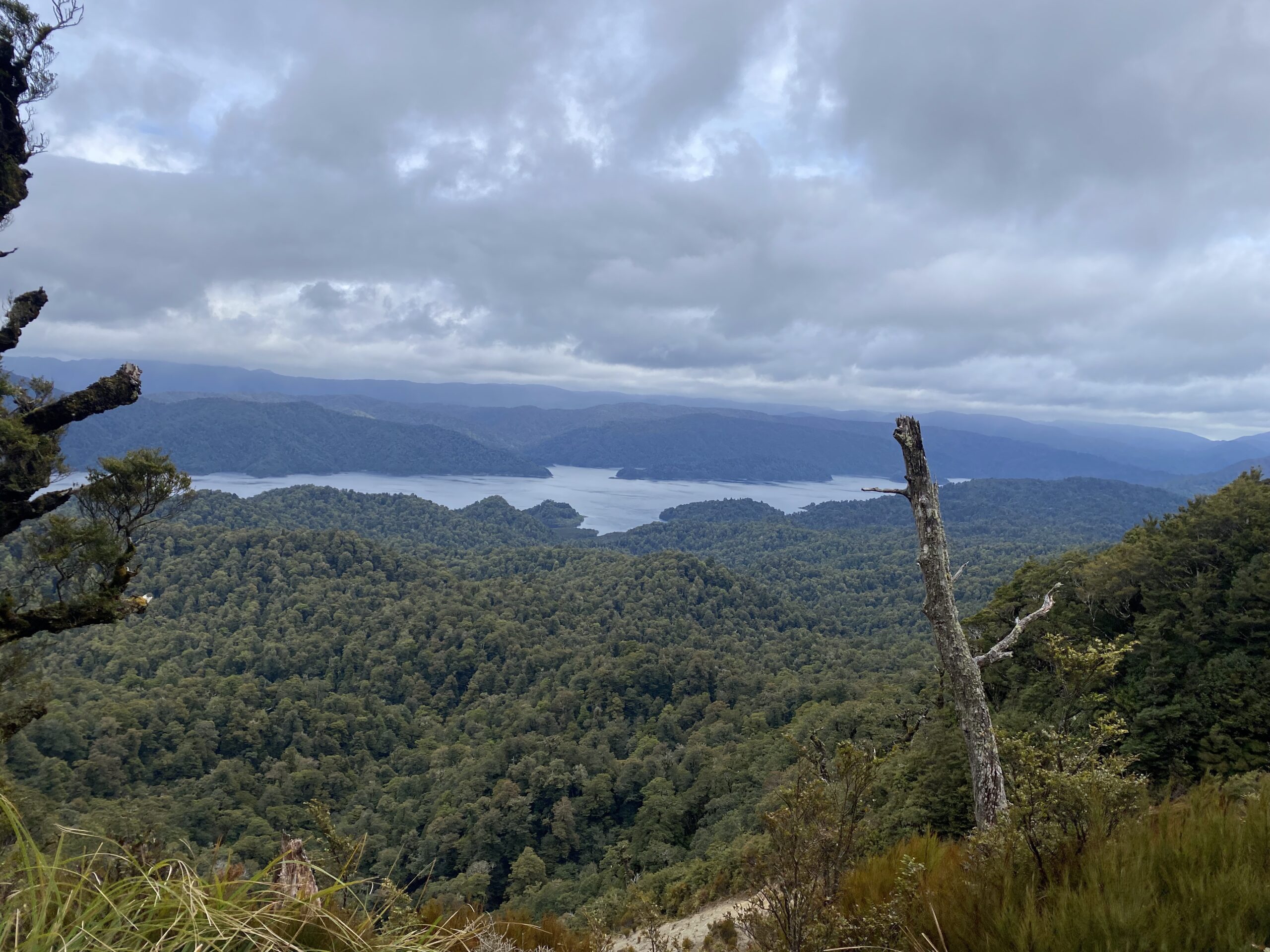 New Zealand Great Walk Whitehawk Birding