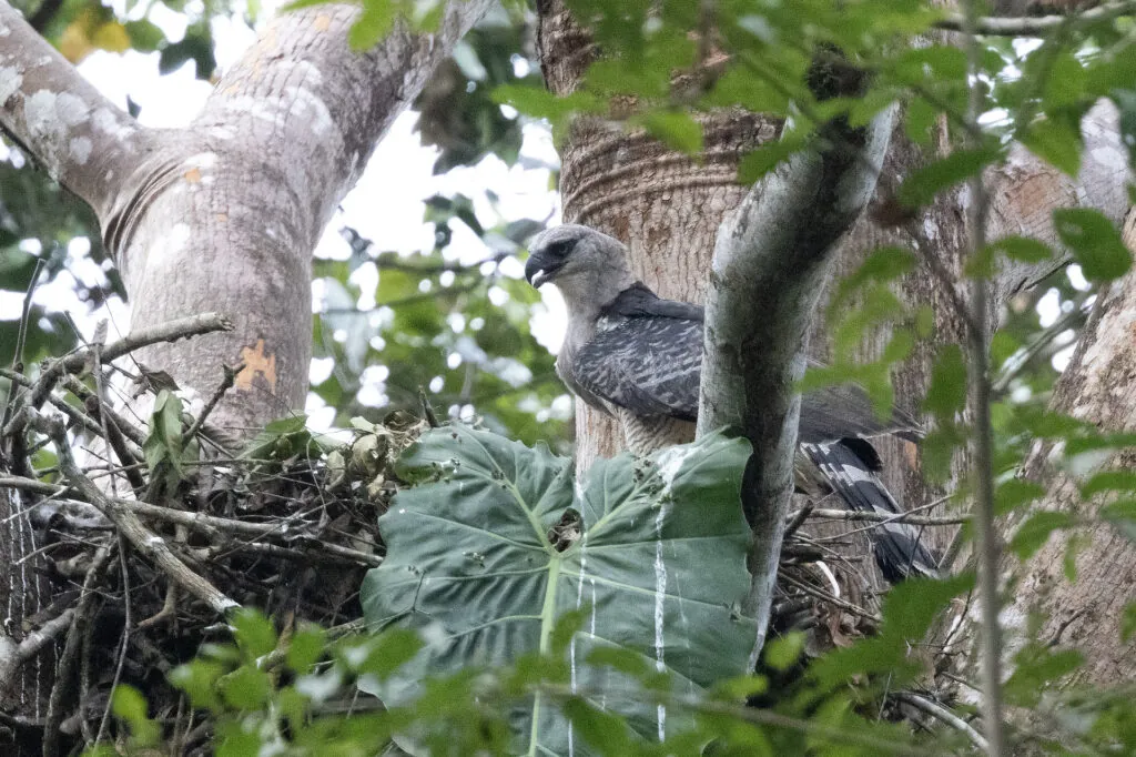 Crested Eagle Darien Panama Whitehawk Birding