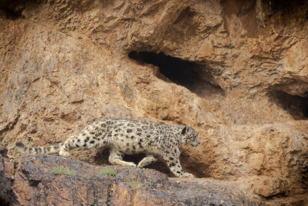 Snow Leopard cub in Mongolia, Whitehawk Birding.