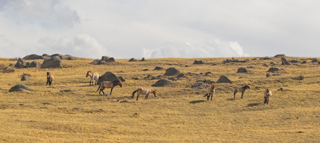 Przewalski's Horse in Mongolia. Whitehawk Birding and Conservation