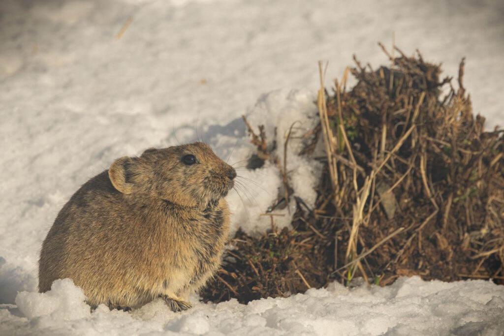 Duarian Pika in Mongolia Whitehawk Birding and Conservation