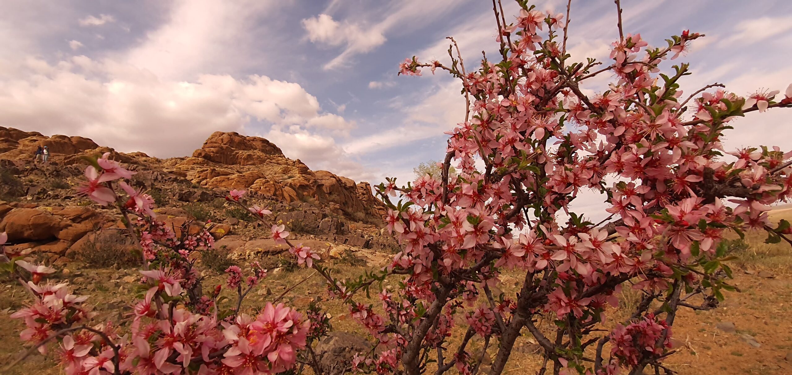 Mongolia Almond in bloom. Whitehawk Birding and Conservation