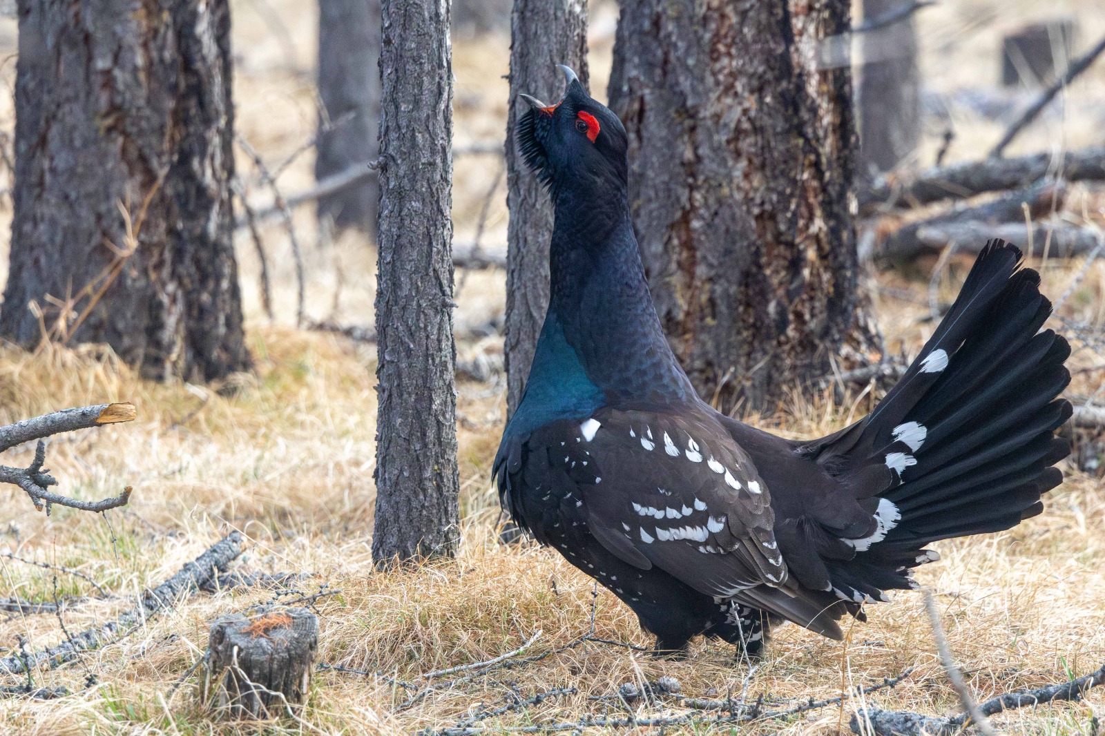 Top 10 Reasons to Visit Mongolia