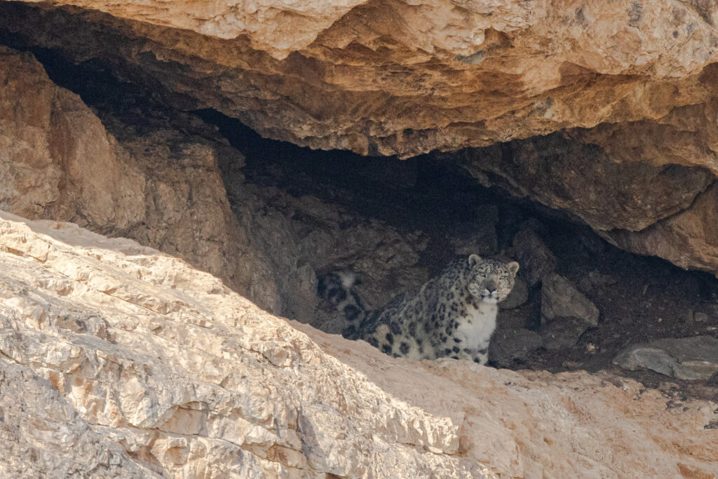 Snow Leopard Mongolia Whitehawk Birding