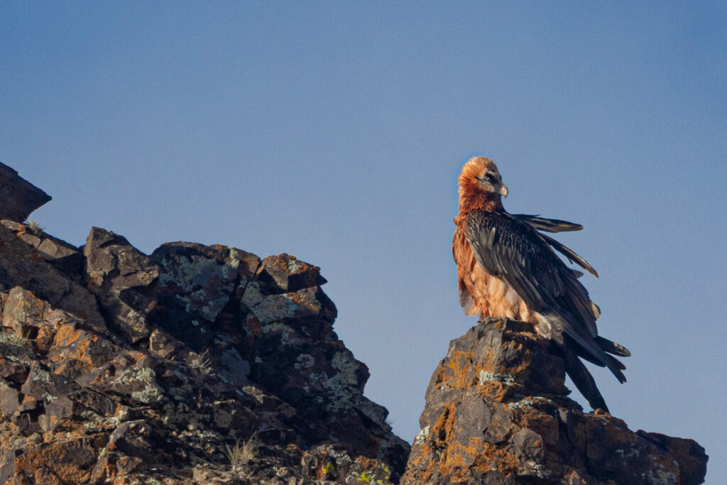 Bearded Vulture Mongolia Whitehawk Birding