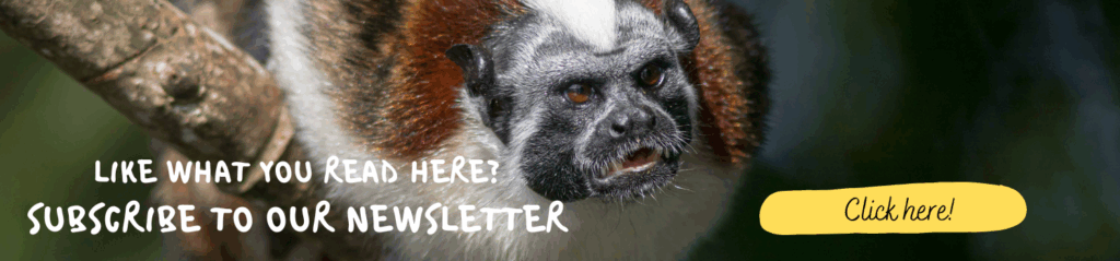 Banner Geoffroy's Tamarin. Whitehawk Birding