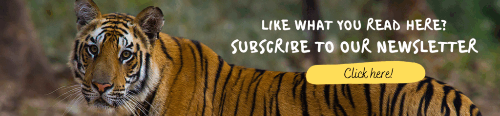 Banner. Bengal TIger. Whitehawk Birding