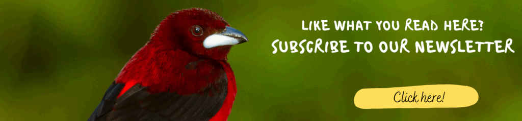 Banner. Crimson-backed Tanager. Whitehawk Birding