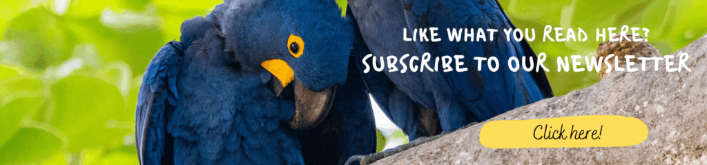 Banner Macaw Whitehawk Birding