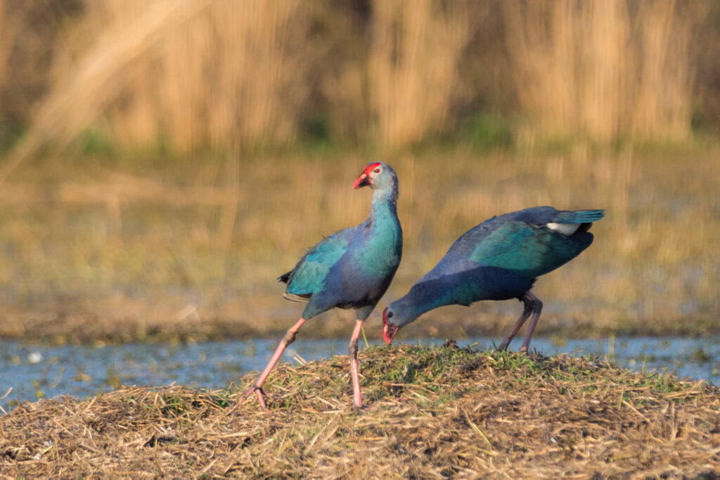 Gray-headed Swamphen, India, Whitehawk Birding