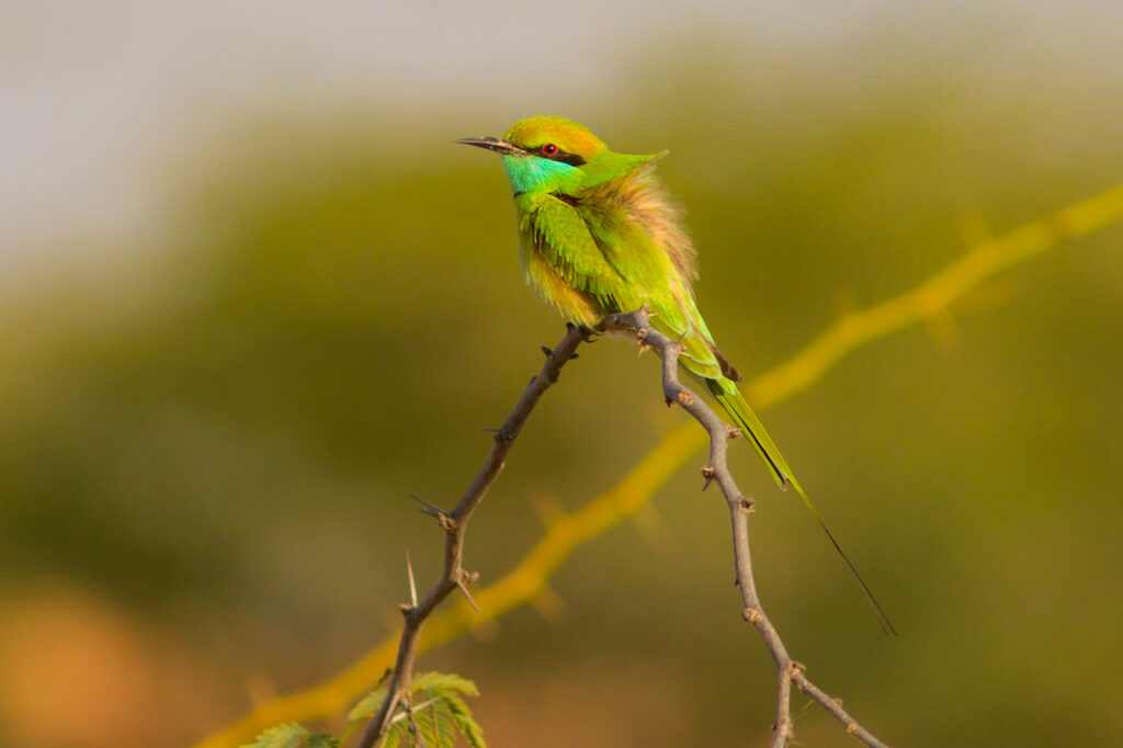 Asian Green Bee-eater, India, Whitehawk Birding