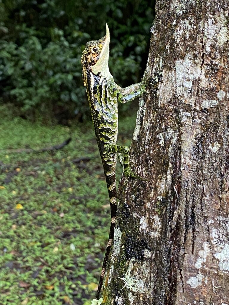 Rhino-horned Lizard, Sri Lanka, Whitehawk Birding