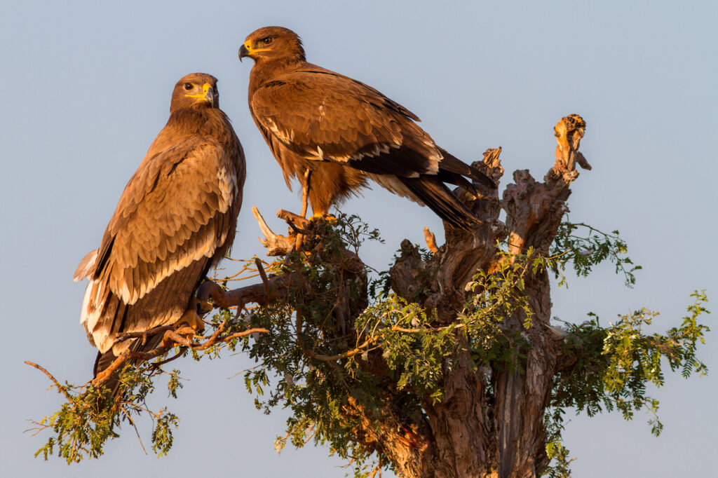 Steppe Eagles, India, Whitehawk Birding