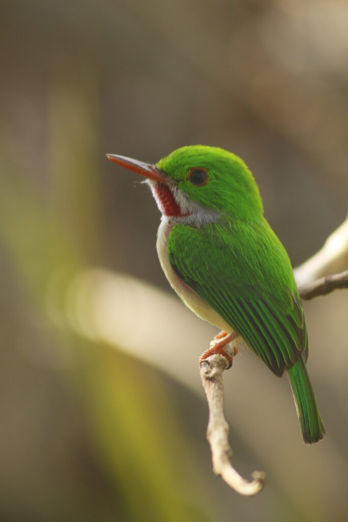 Broad-billed Tody. Dominican Republic. Whitehawk Birding
