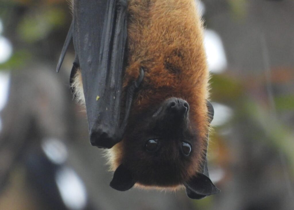 Indian Flying Fox, Sri Lanka. Whitehawk Birding