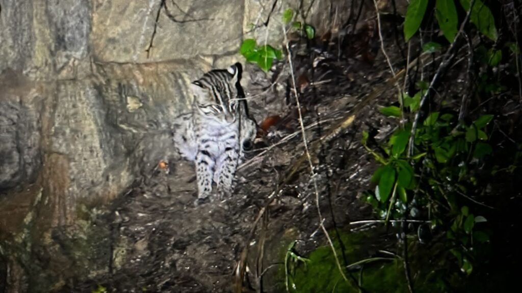 Fishing Cat, Sri Lanka, Whitehawk Birding