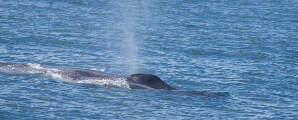 Blue Whale Sri Lanka Whitehawk Birding