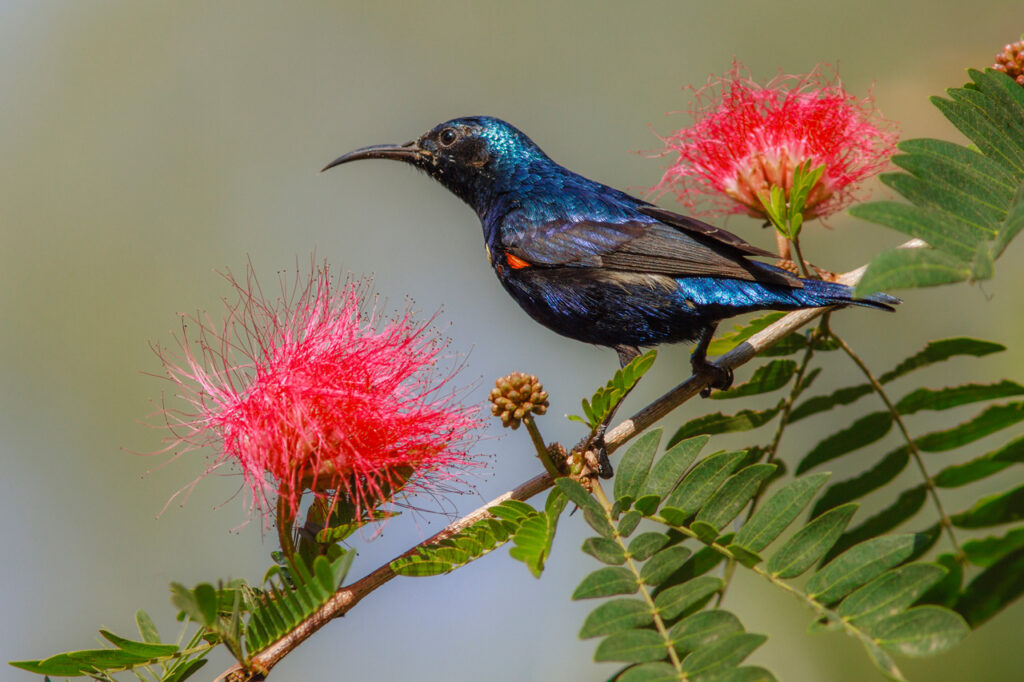 Purple Sunbird, India, Whitehawk Birding