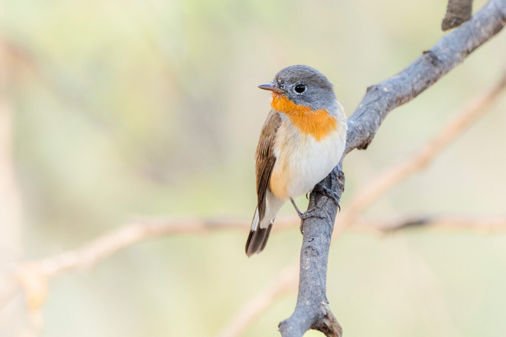 Red-breasted Flycatcher, India. Whitehawk Birding