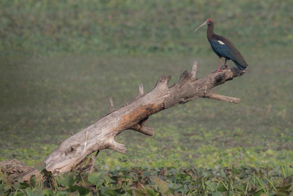 Red-naped Ibis. India. Whitehawk Birding