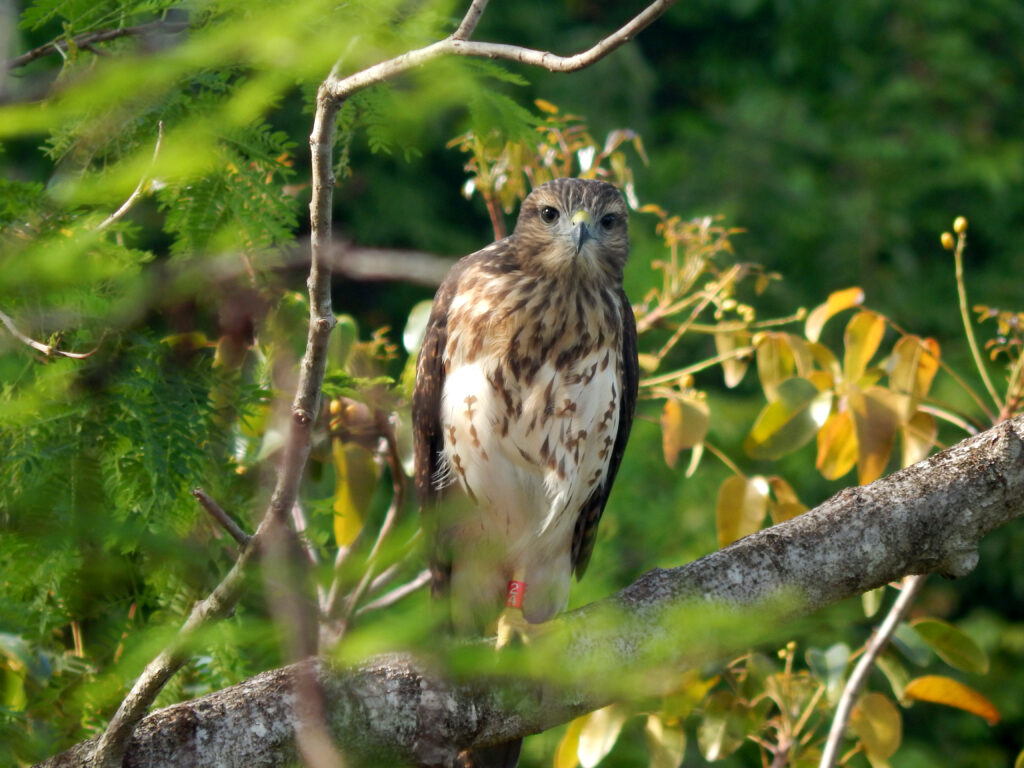 Juvenile Ridgway's Hawk. Dominican Republic. Whitehawk Birding
