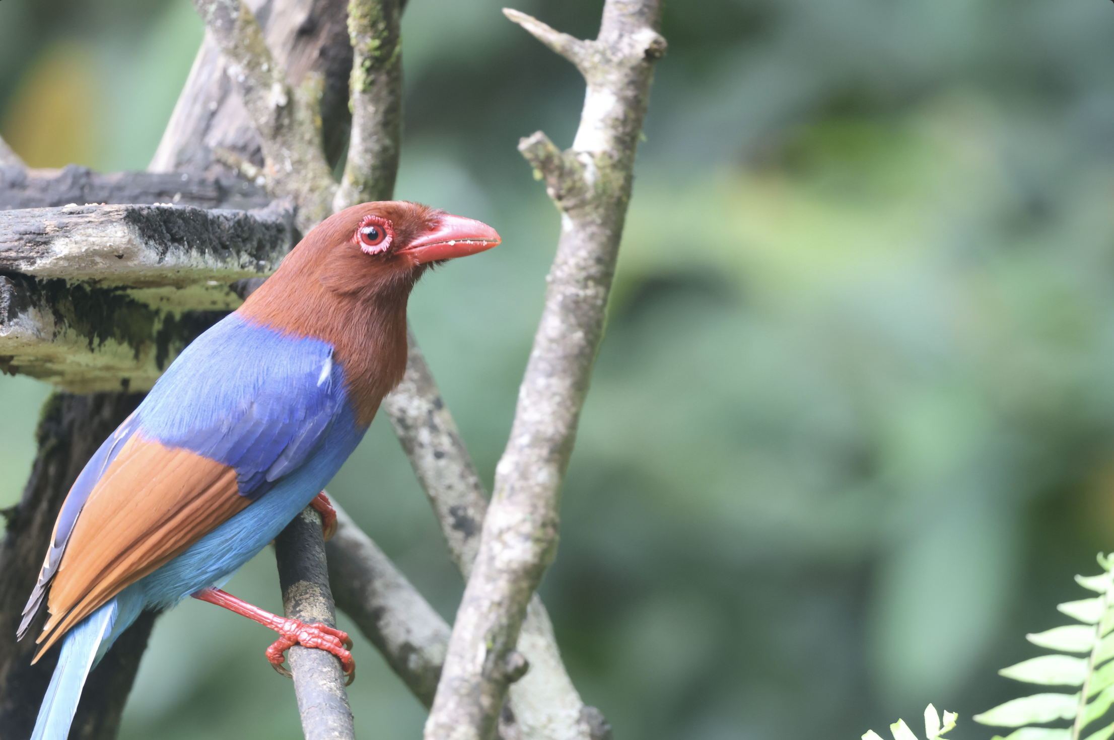 Sri Lanka Blue Magpie  Whitehawk Birding