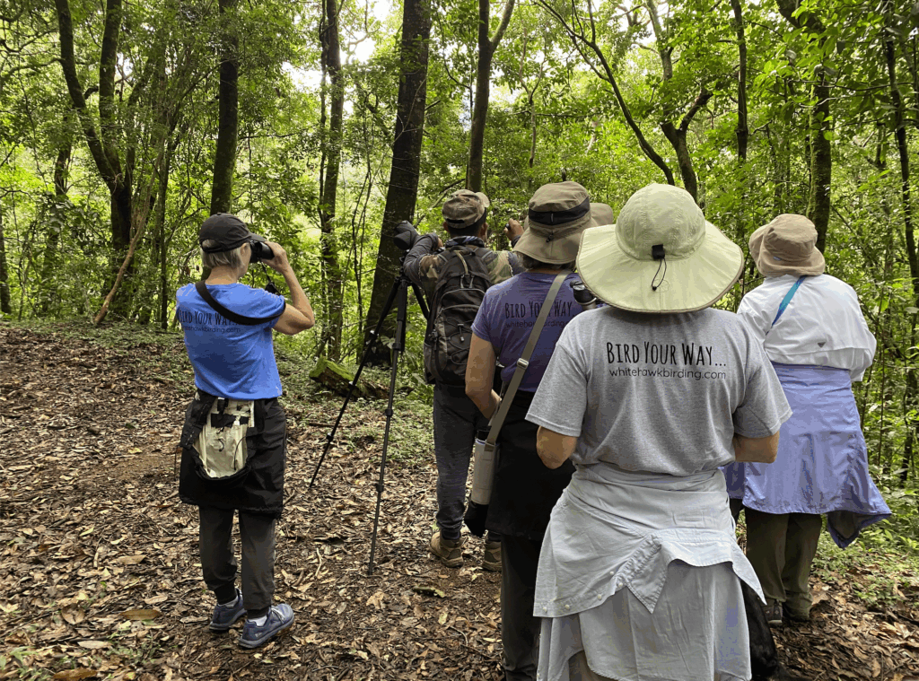 Birding at Mt Totumas, Panama, Whitehawk Birding