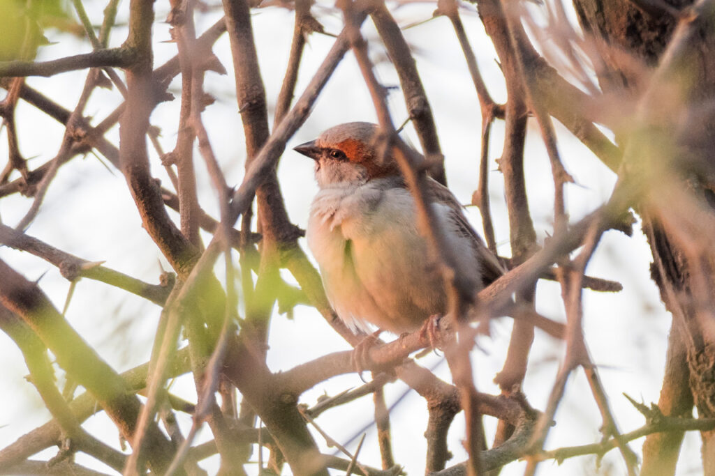 Sind Sparrow. India, Whitehawk Birding
