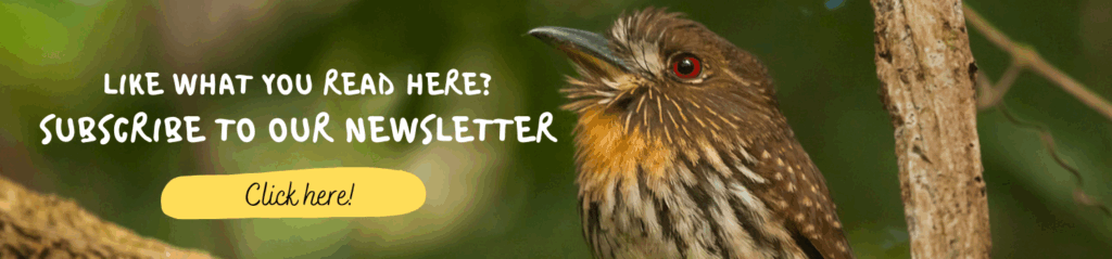 Banner. White-whiskered Puffbird. Whitehawk Birding