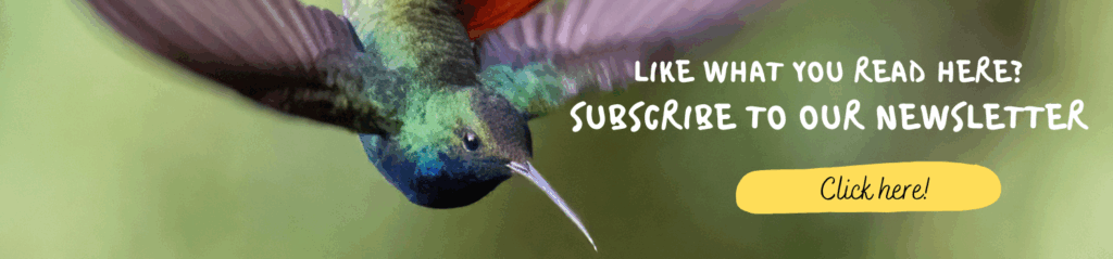 Banner Hummingbird