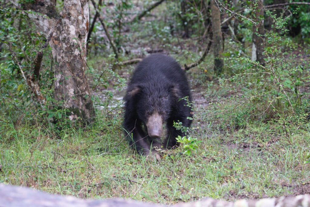 Sloth Bear Sri Lanka Whitehawk Birding
