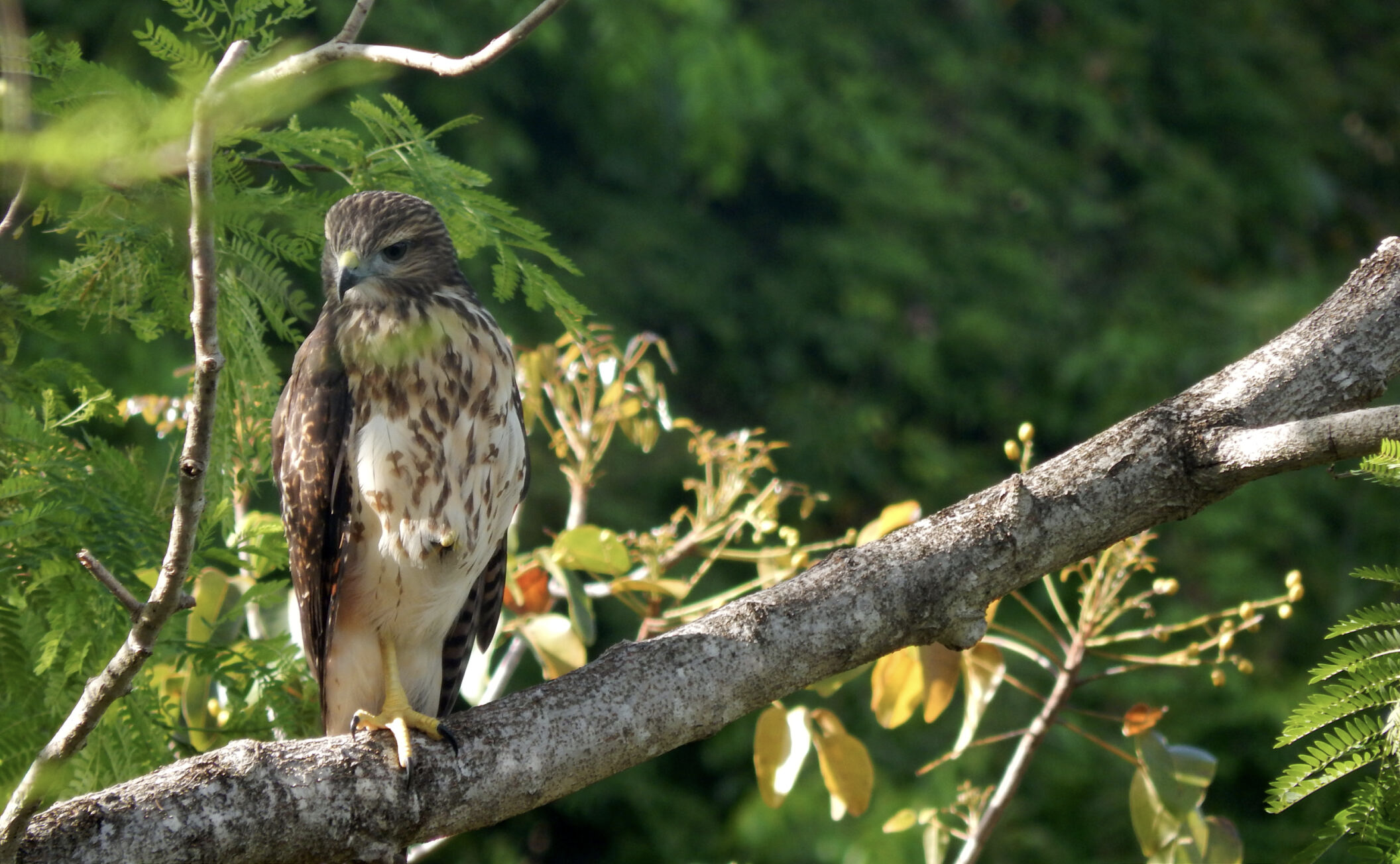 Ridgway's Hawk juvenile. Dominican Republic. Whitehawk Birding.