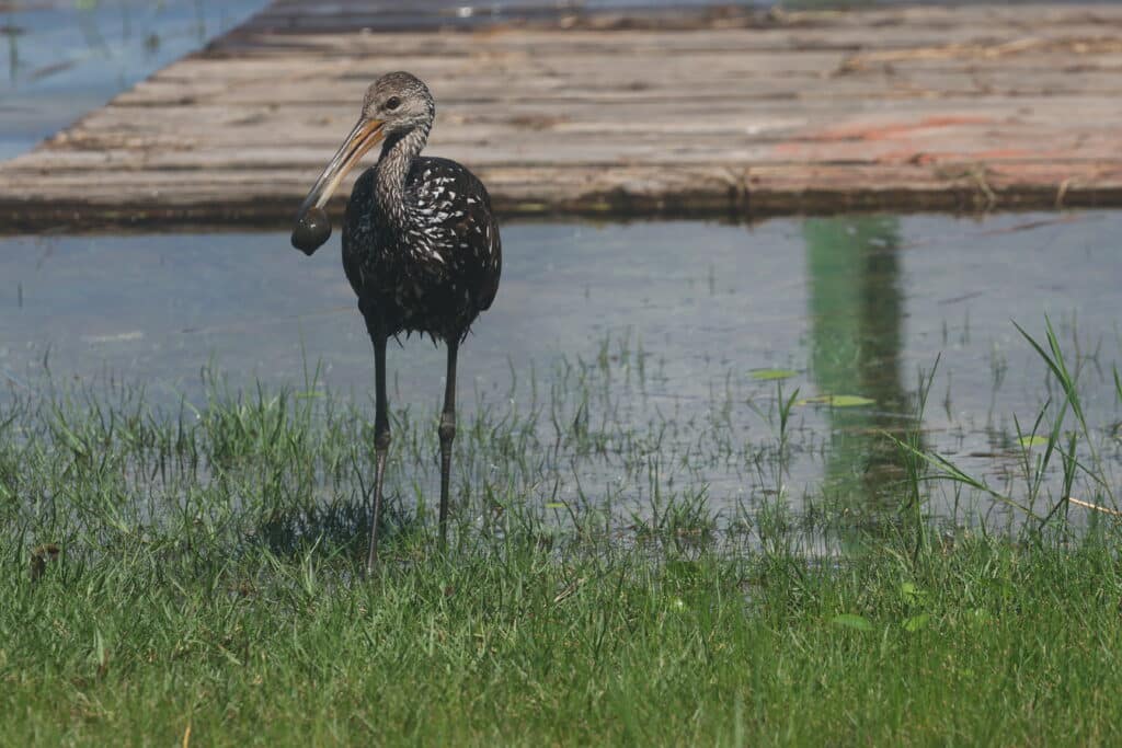 Limpkin with a snail. Crooked Tree, Belize. Whitehawk Birding