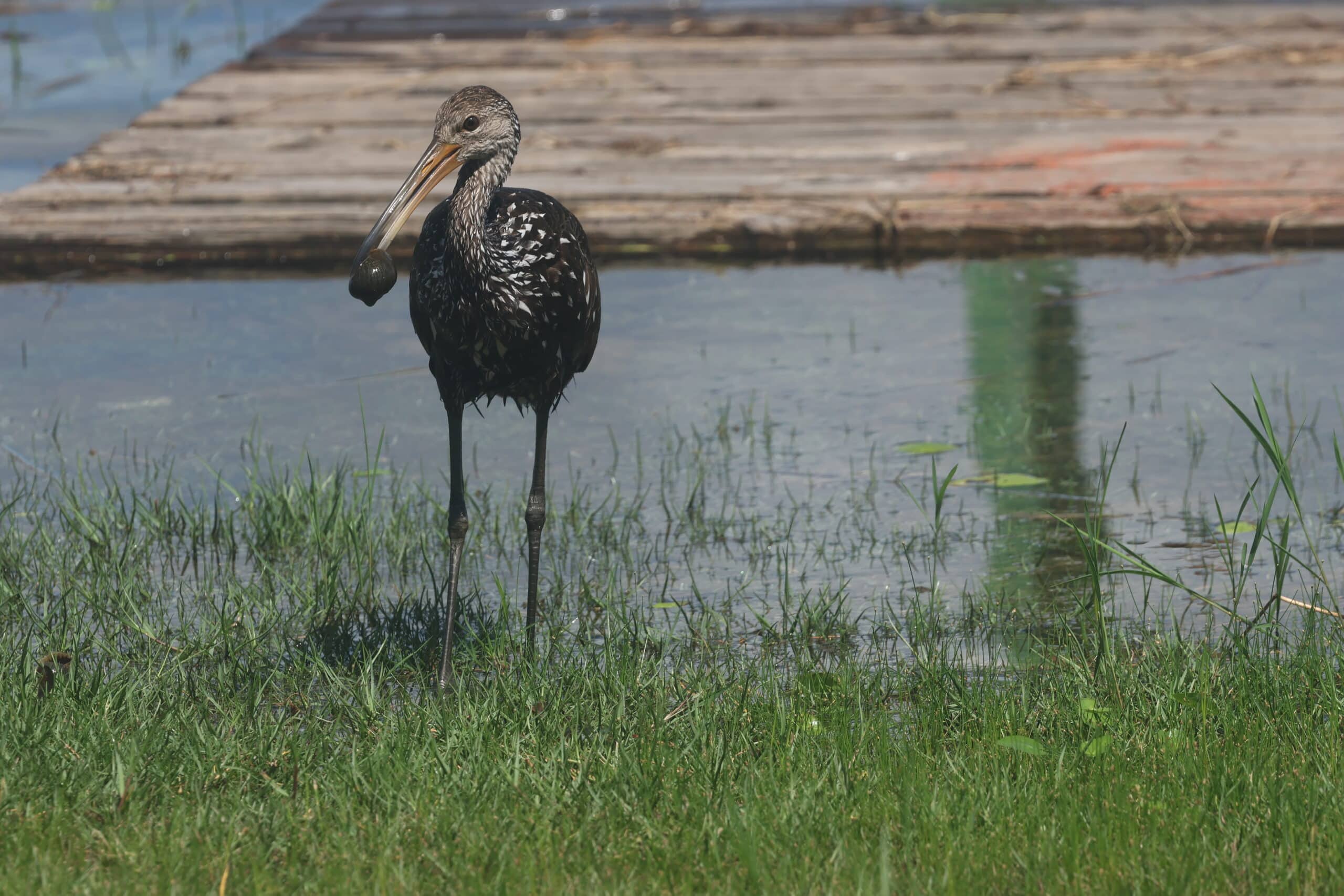 Bird in Focus: Limpkin