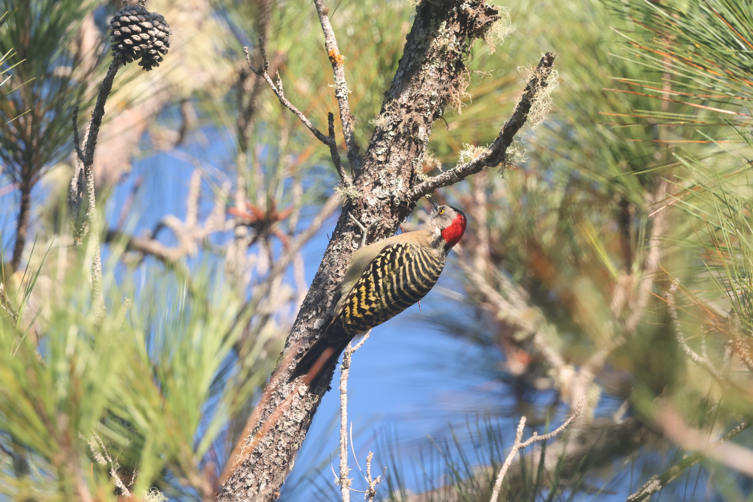 Woodpecker in tree