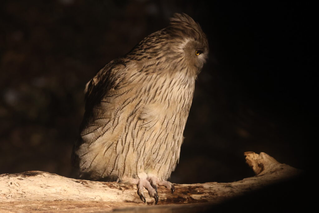 Blakiston's Fish Owl. Japan. Whitehawk Birding