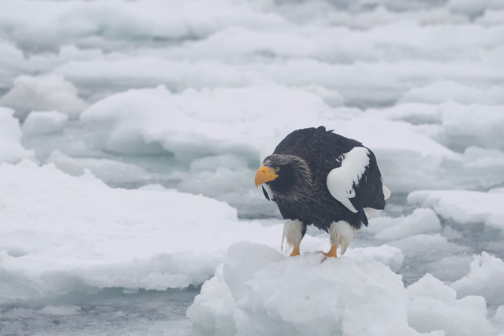 Steller's Sea Eagle on ice. Japan. Whitehawk Birding