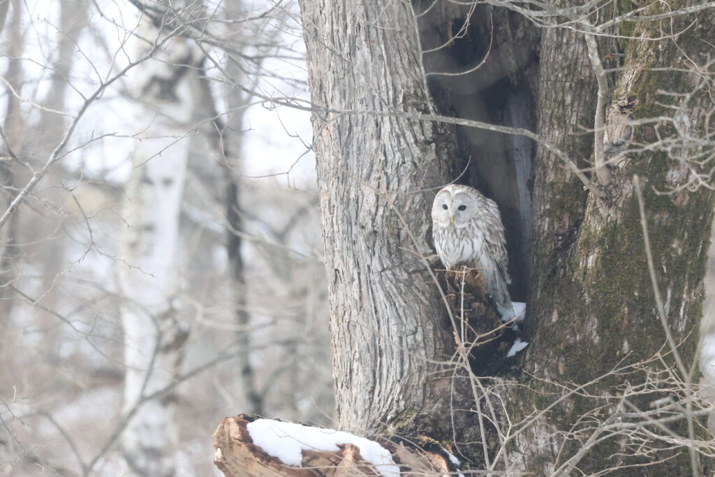 Ural Owl perched in a tree. Japan. Whitehawk Birding