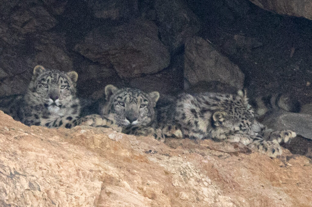 3 snow leopards in a cave. Mongolia. Whitehawk Birding