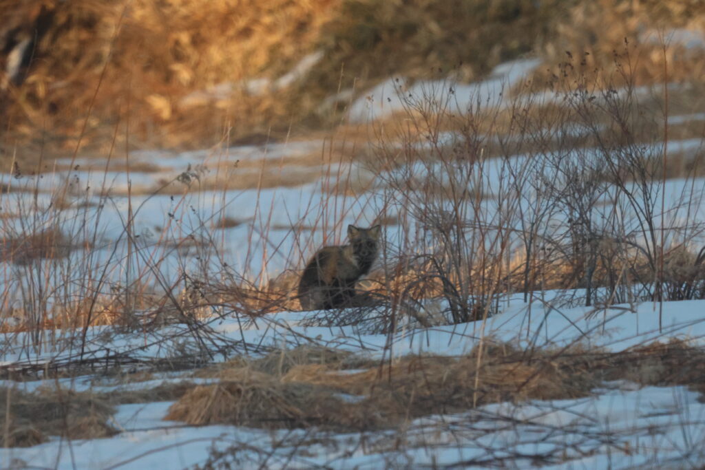 Red Fox in a field. Japan Whitehawk Birding