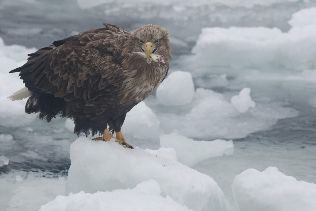 White-tailed Eagle with fish on ice. Japan. Whitehawk Birding